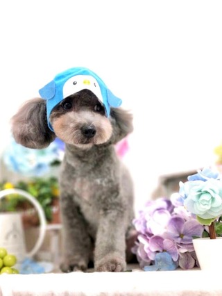 さくらペンギン