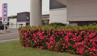 つつじコバガン