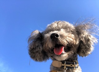 さくら青空
