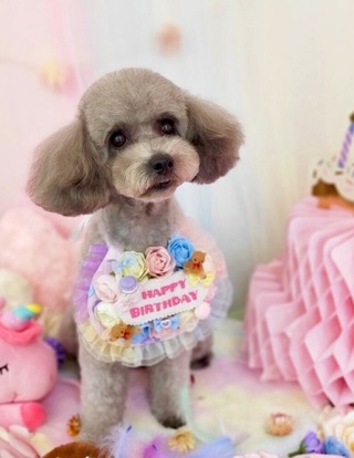 さくら7才