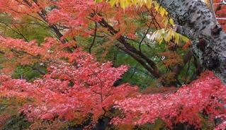 高台寺①