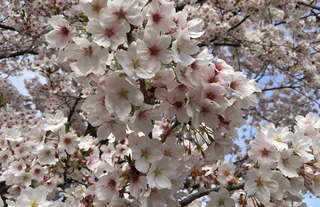 2017桜満開