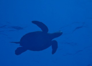 アオウミガメ