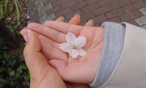 2013 桜1