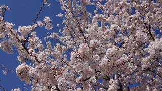 高崎の桜