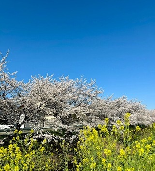 菜の花と桜