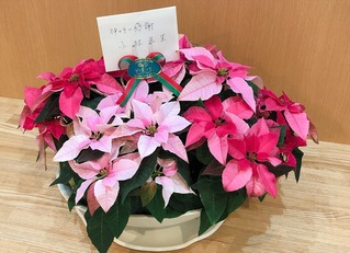 プリンセチア