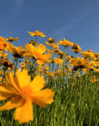 初夏の花