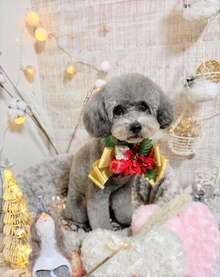 2021さくら🎄