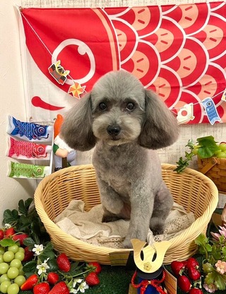 5月のさくら