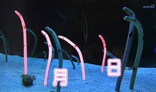 11月11日