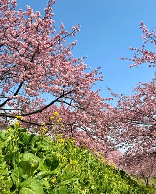 河津桜