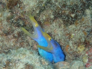 ハナヒゲ×2