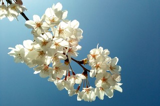 2015桜青抜き