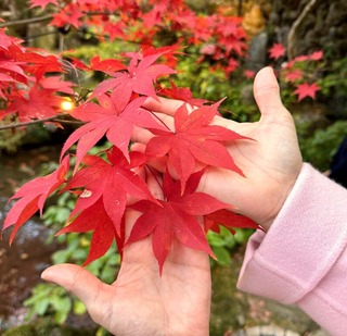 紅葉2023