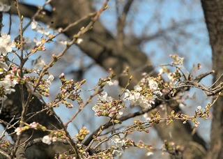2024桜開花
