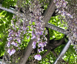 藤の花