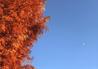 紅葉と月