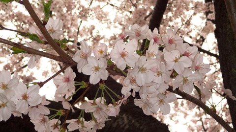 2013 桜3