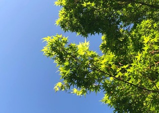 青モミジ