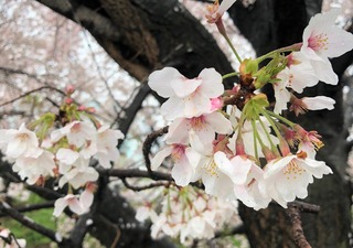 桜🌸