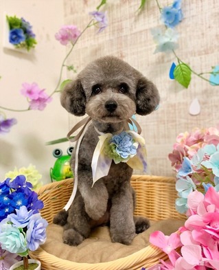 さくら小熊