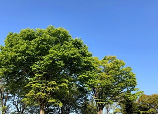 新緑