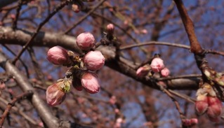 桜つぼみ