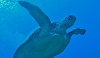 アオウミガメ八丈