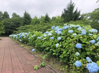 あじさい2020