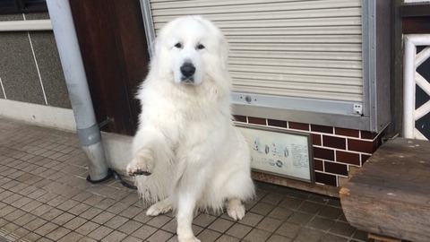 ペコちゃん