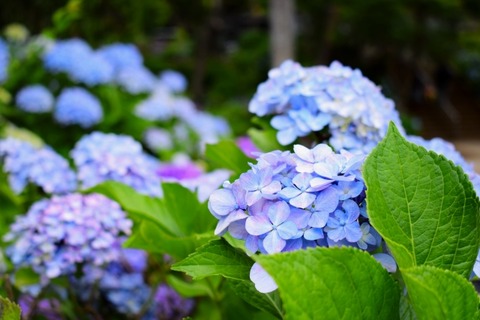 紫陽花_s