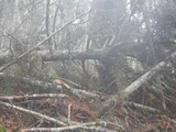 DSCN5176