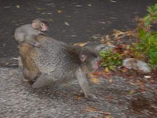 グラフィックス1rs