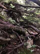 IMG-7372