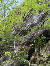 IMG_5561