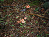 DSCF1715