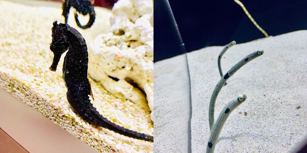 海遊館 人材派遣 ジェーピーエー関西