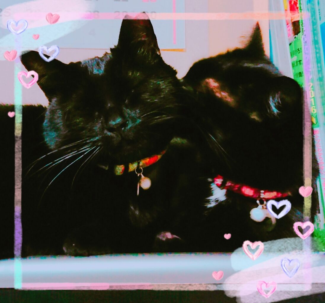 8月17日 は黒猫感謝の日だったのね Kobe Sakuraneko Hogoのblog