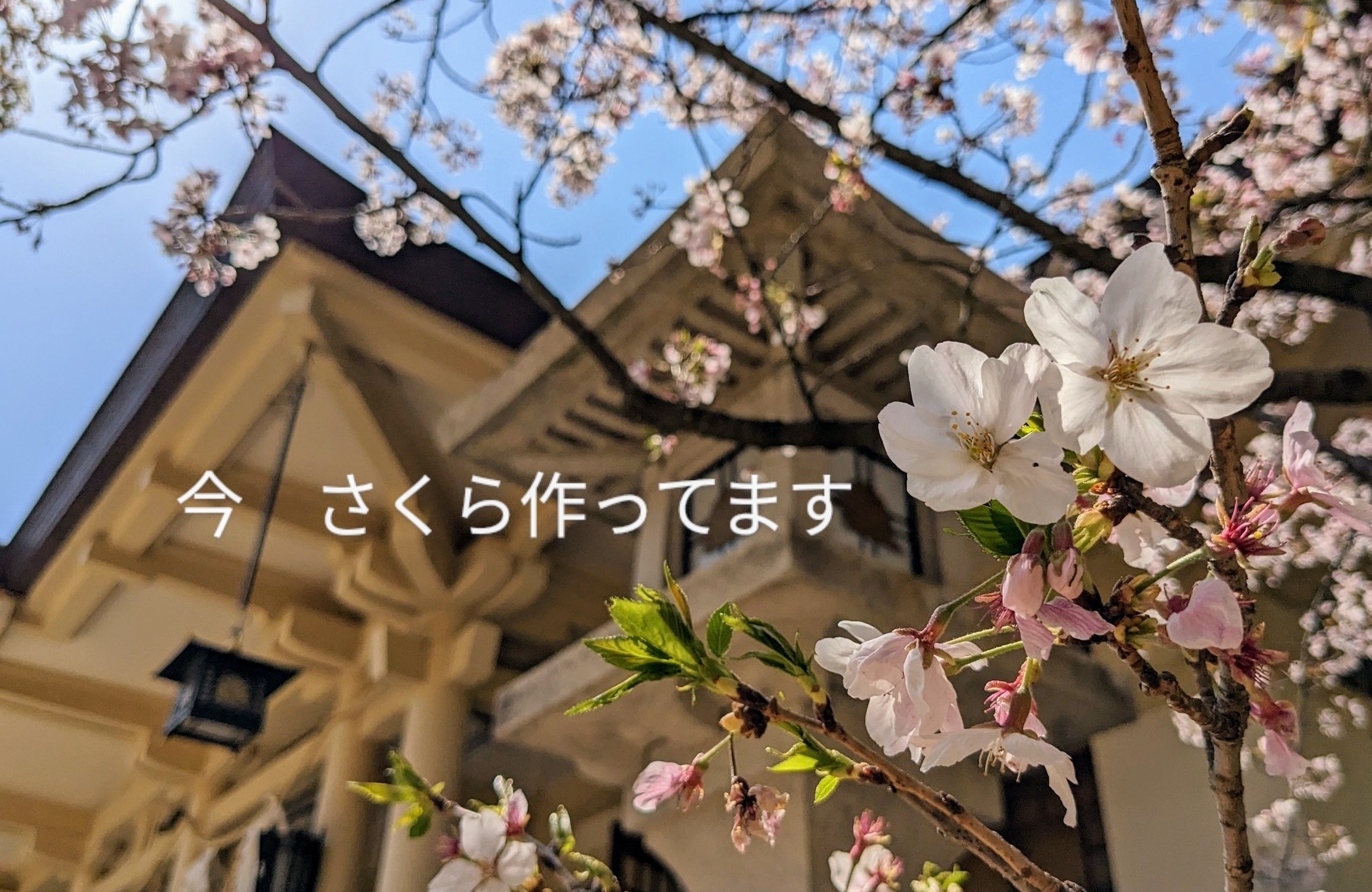 PXL_20230403_050255240~6