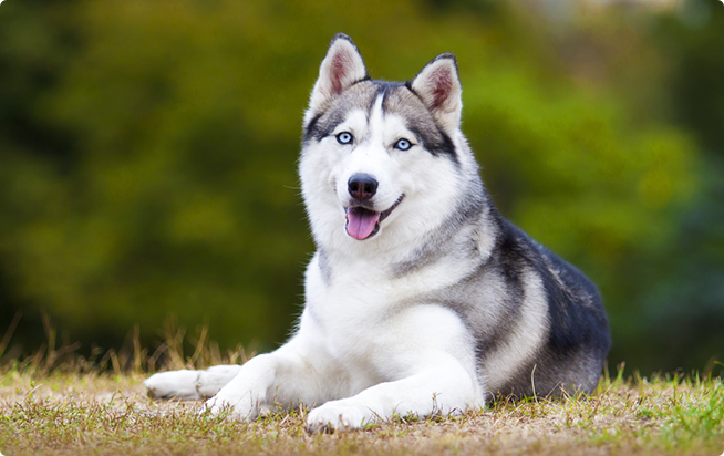 動画 ハスキー犬 とんでもなく馬鹿だったことが判明 中国 エブリデイ
