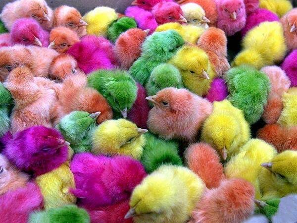 米国でひよこ爆売れ エブリデイ 米国でひよこ爆売れ エブリデイ