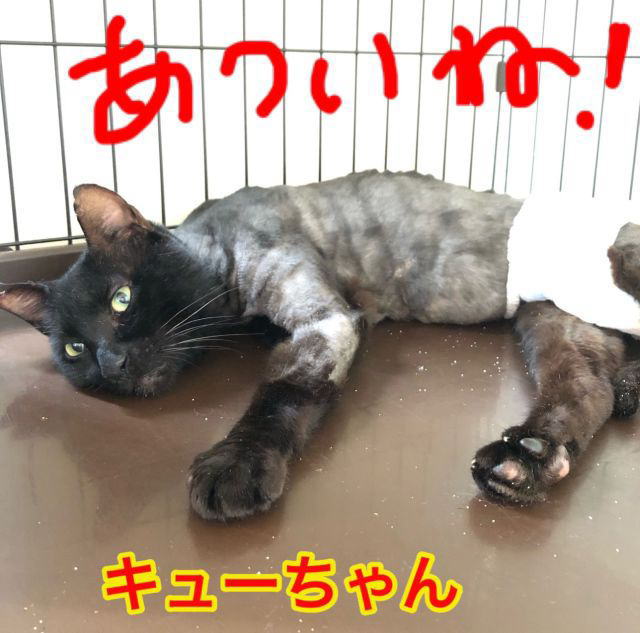 飼い主の居ない猫たちは : 神戸にゃん太の会