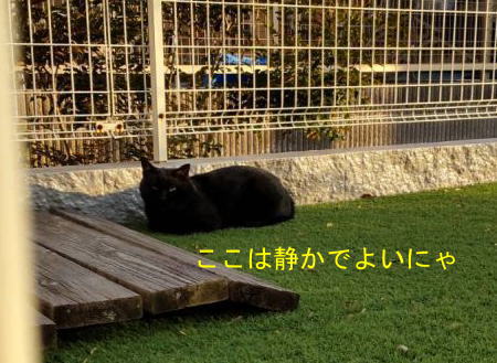 谷本さんの猫1月17日手術