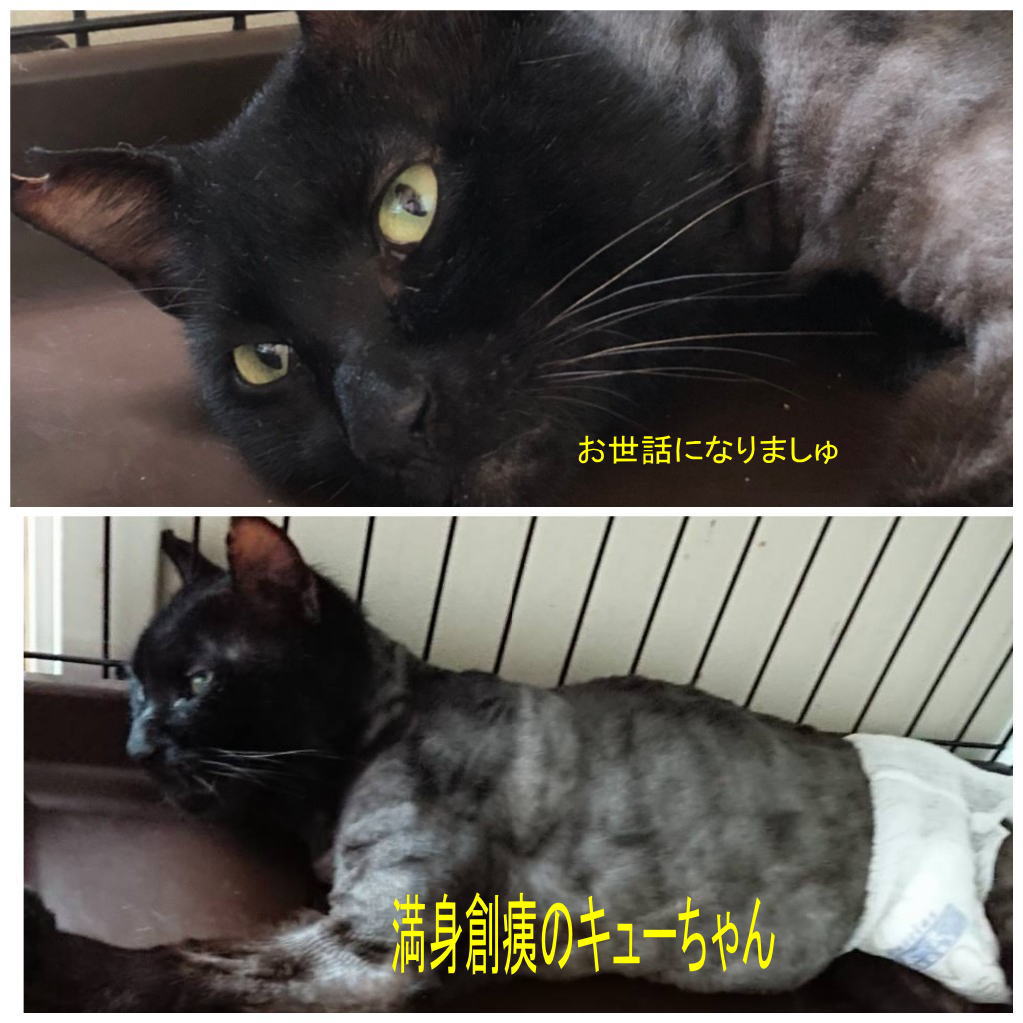 飼い主の居ない猫たちは : 神戸にゃん太の会