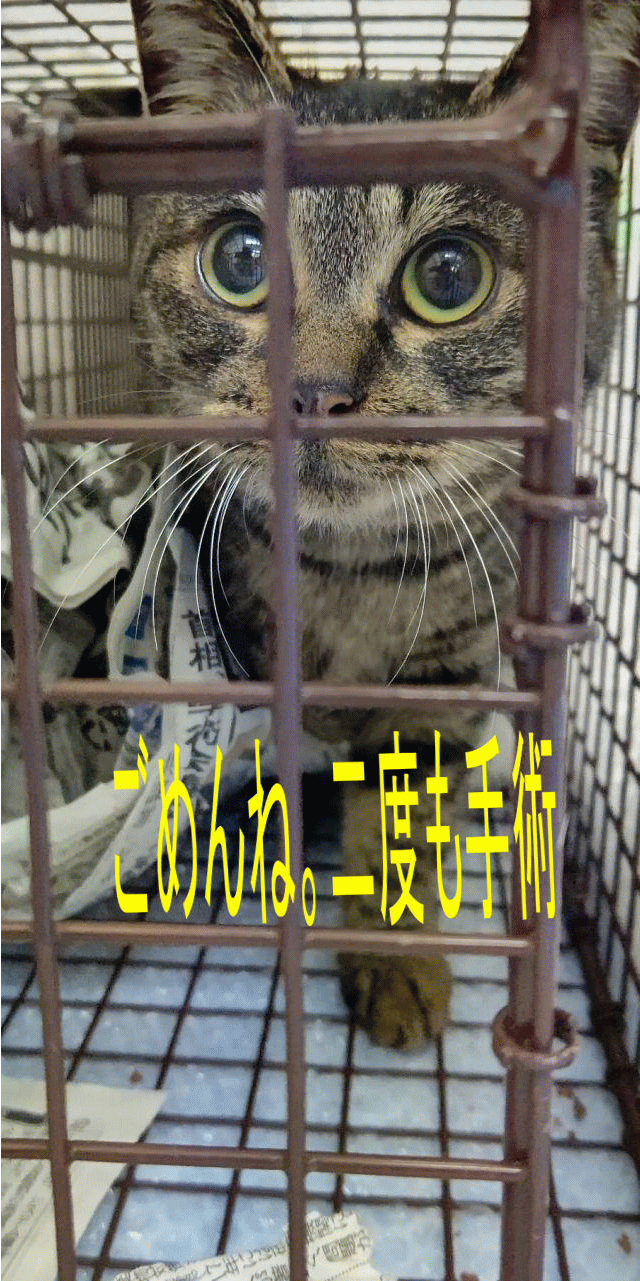 神戸にゃん太の会 年12月19日