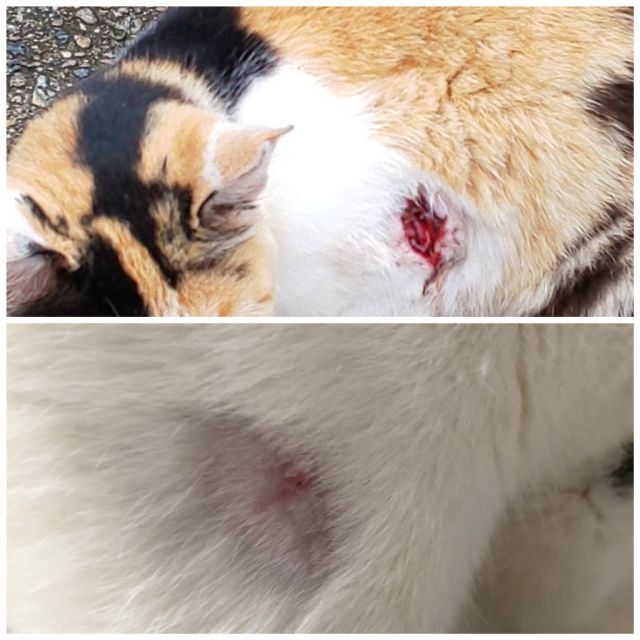 飼い主の居ない猫たちは : 神戸にゃん太の会