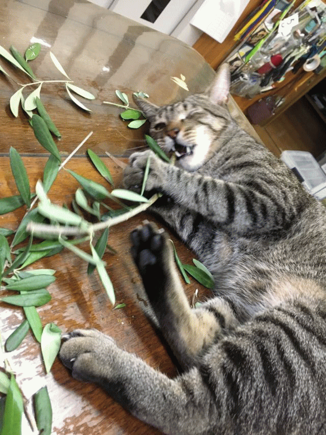 神戸にゃん太の会 神の谷さくら猫の会