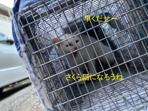 やっと捕獲！