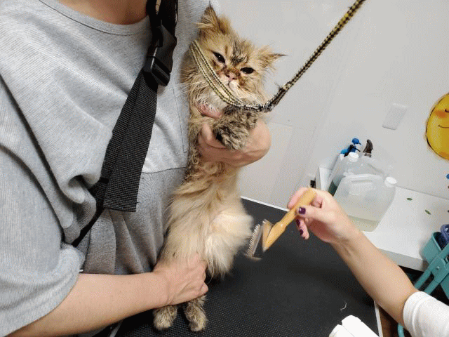 神戸にゃん太の会 神の谷さくら猫の会 神戸にゃん太の会 神の谷さくら猫の会